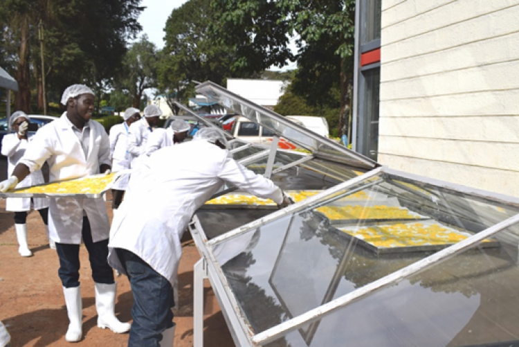Setting of mango slices for drying in the tunnel solar drier