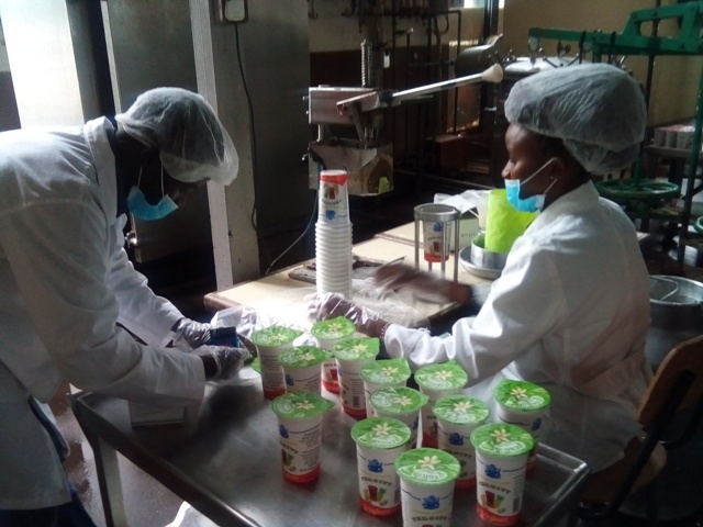 Government sponsored interns packaging yoghurt in the pilot plant
